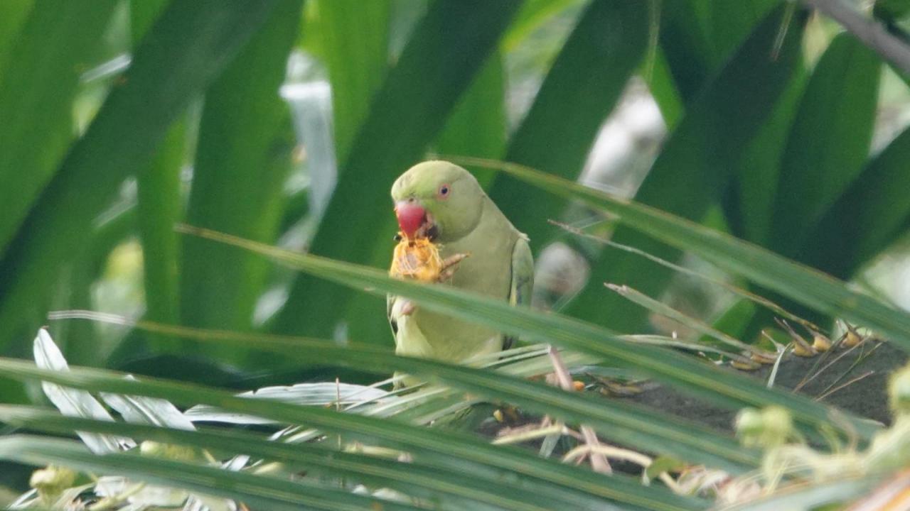 Rose-ringed Parakeet (Psittacula krameri)_DSC7538-1 | Flickr