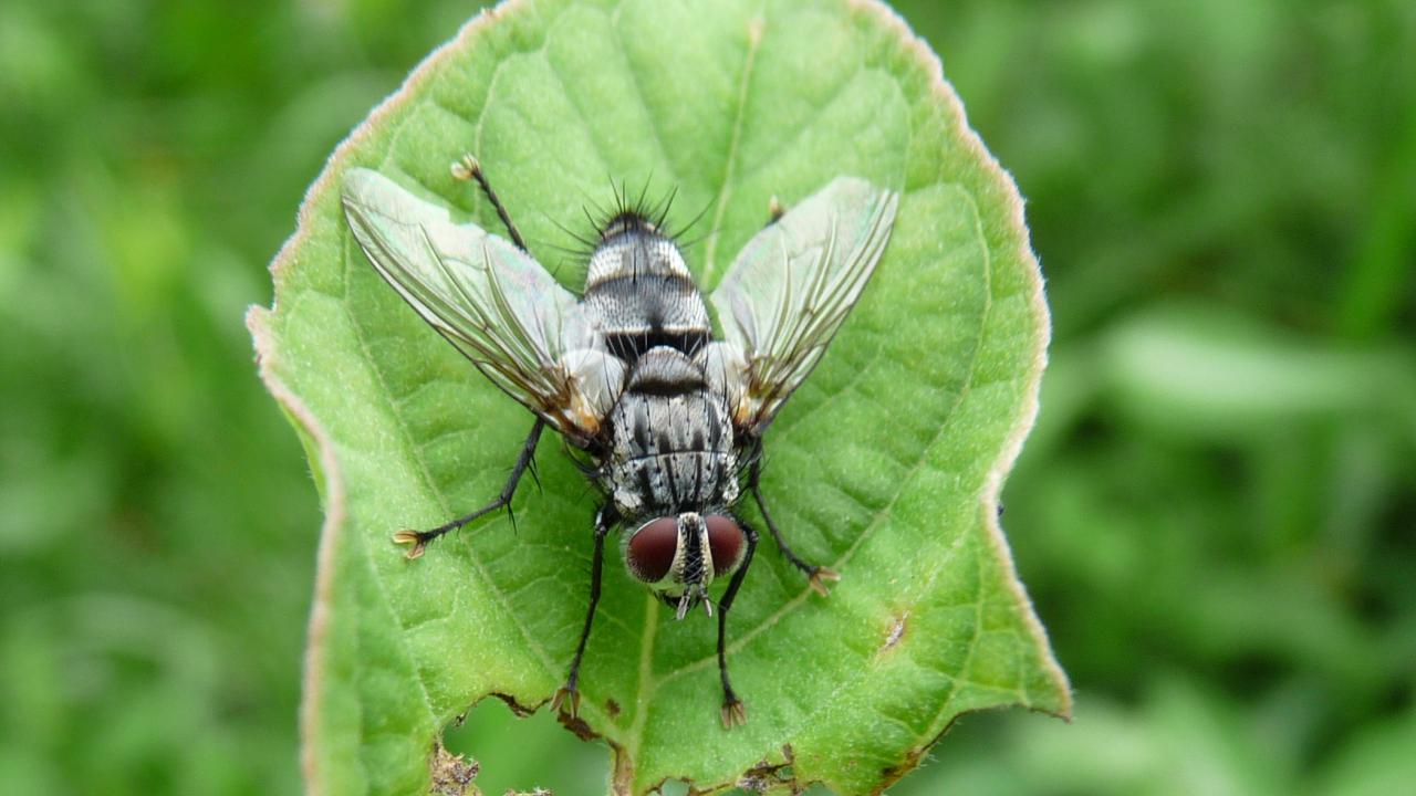 Fly sp best sale