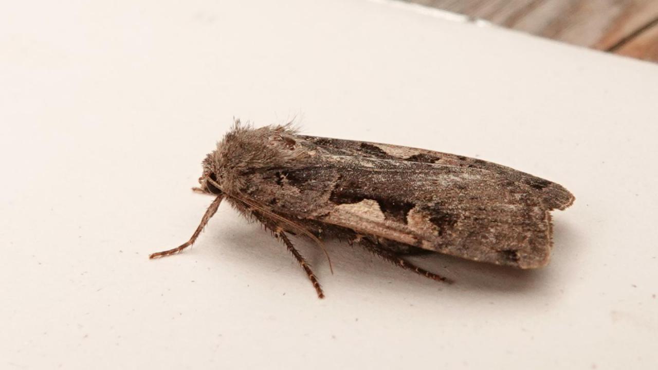 Setaceous Hebrew Character | MarkEisingBirding