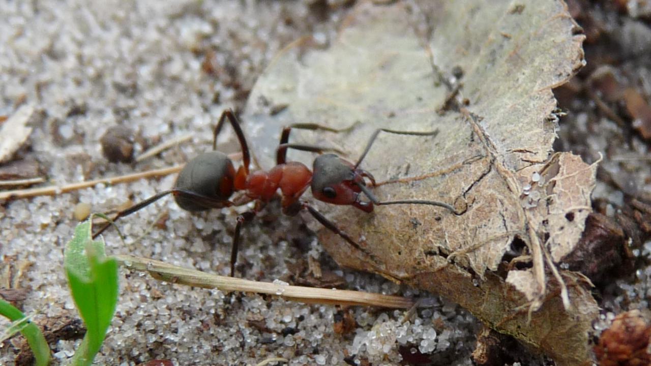 Southern wood ant  The Wildlife Trusts