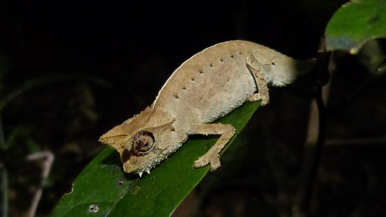 Brown Leaf Chameleon | MarkEisingBirding