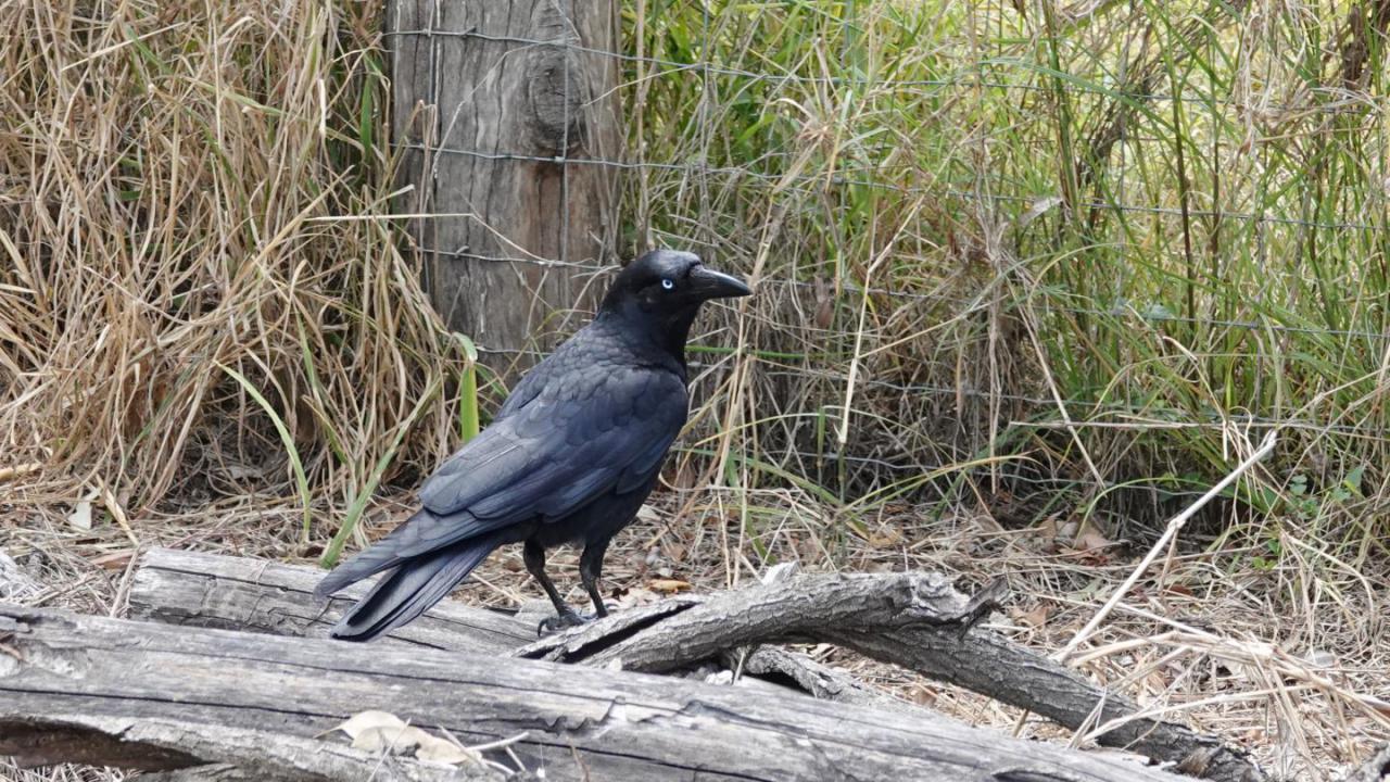 Crow) silver crow - Toribash Community