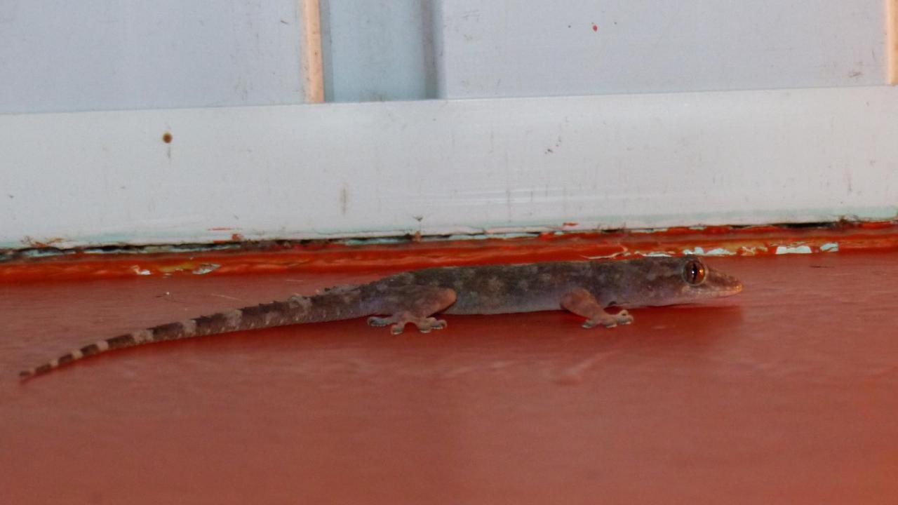 Tropical House Gecko | MarkEisingBirding