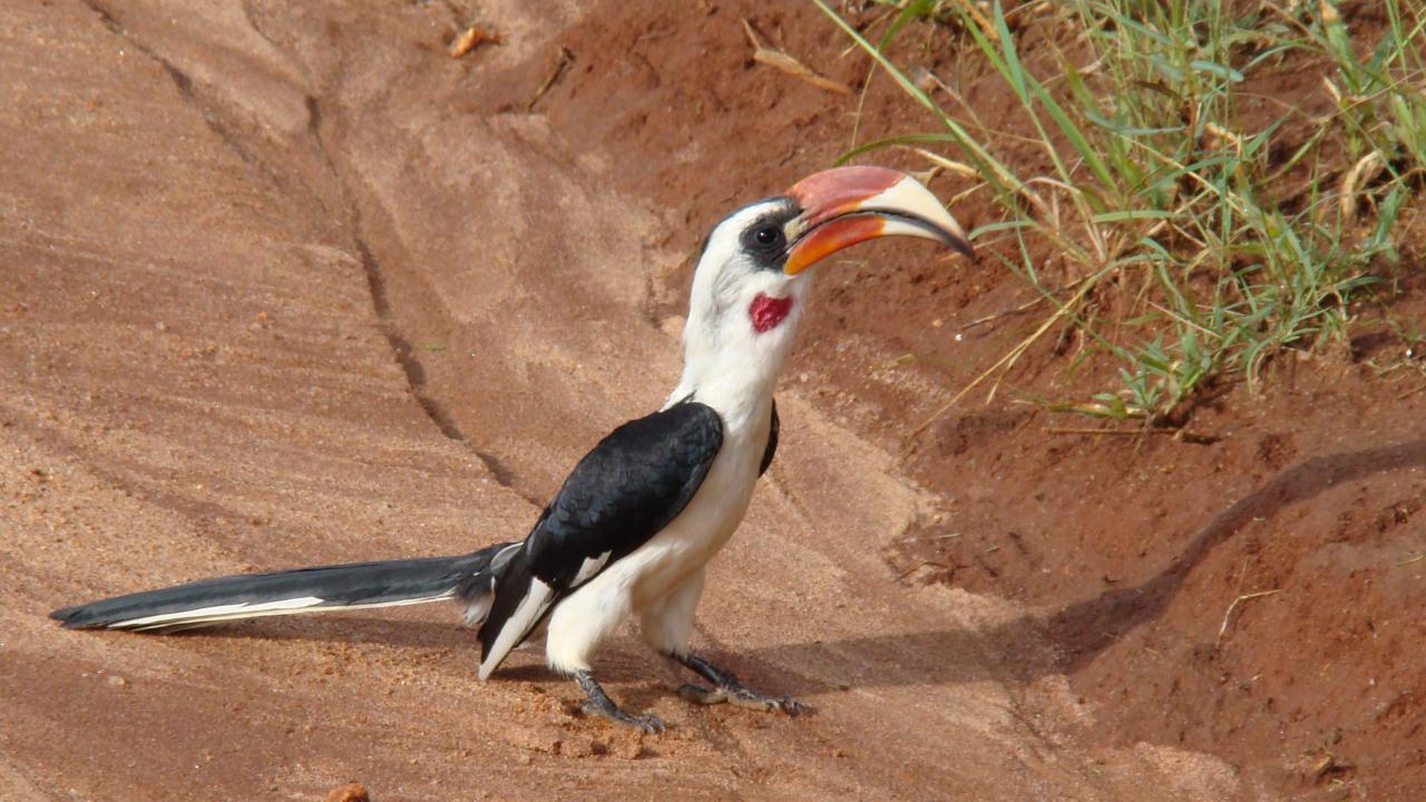 Von der Decken`s Hornbill | MarkEisingBirding