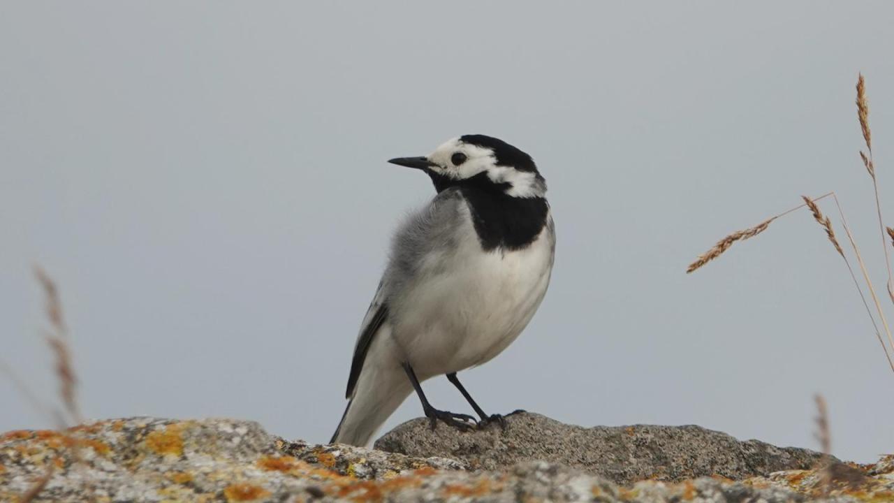 White Wagtail | MarkEisingBirding