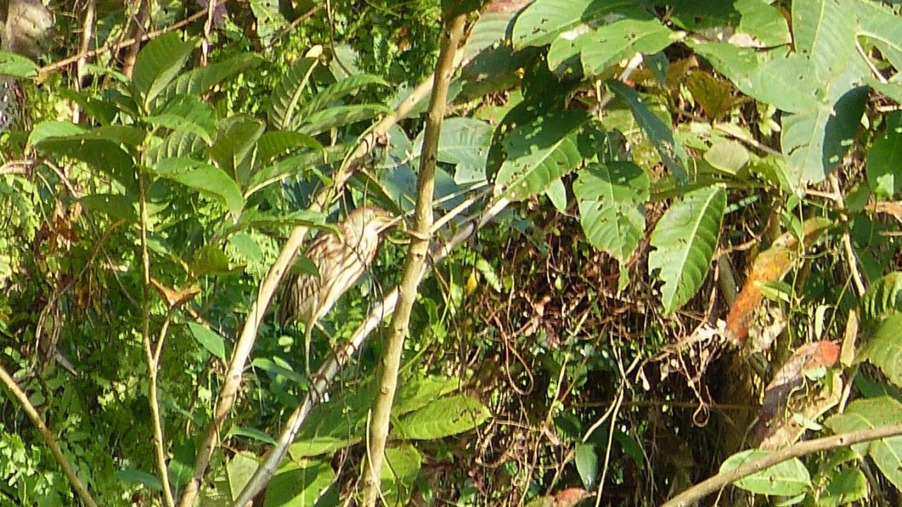 Index | MarkEisingBirding Index | MarkEisingBirding