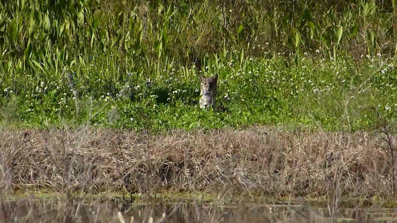 Embedded thumbnail for Florida (USA): Bobcat