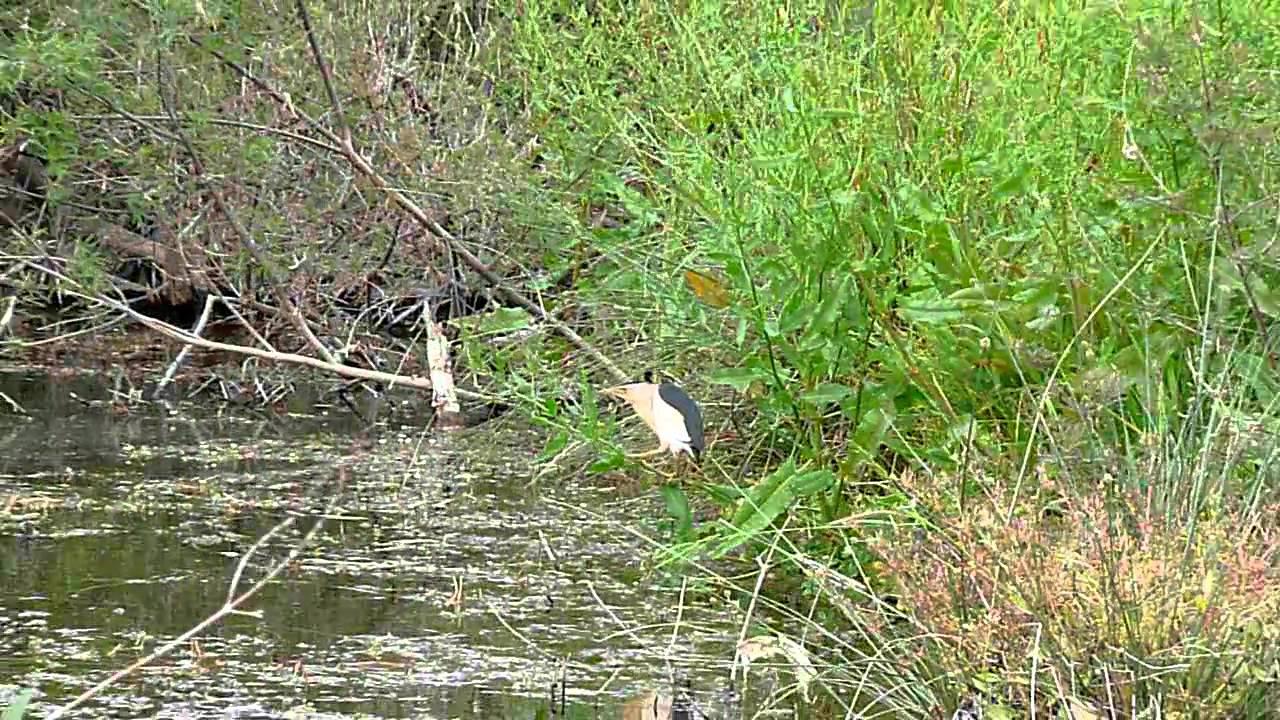 Embedded thumbnail for Lesvos, Greece: Little Bittern