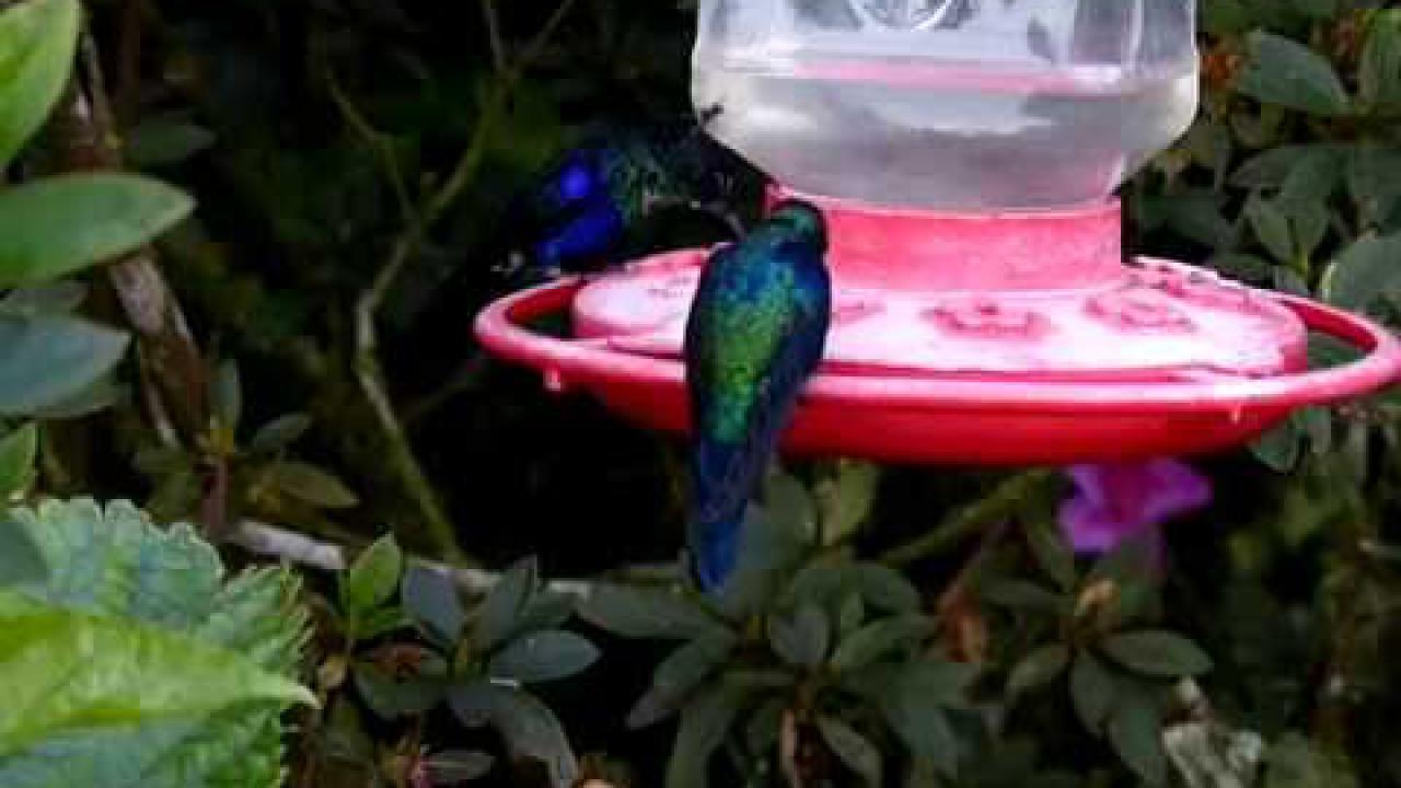 Embedded thumbnail for Colombia: Lazuline Sabrewing (high speed video)