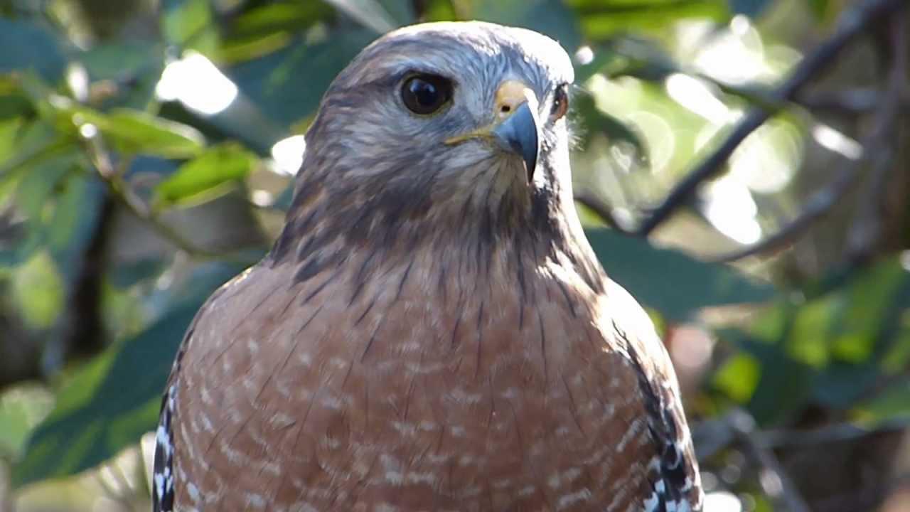 Embedded thumbnail for Florida (USA): Red-shouldered Hawk - Close-up