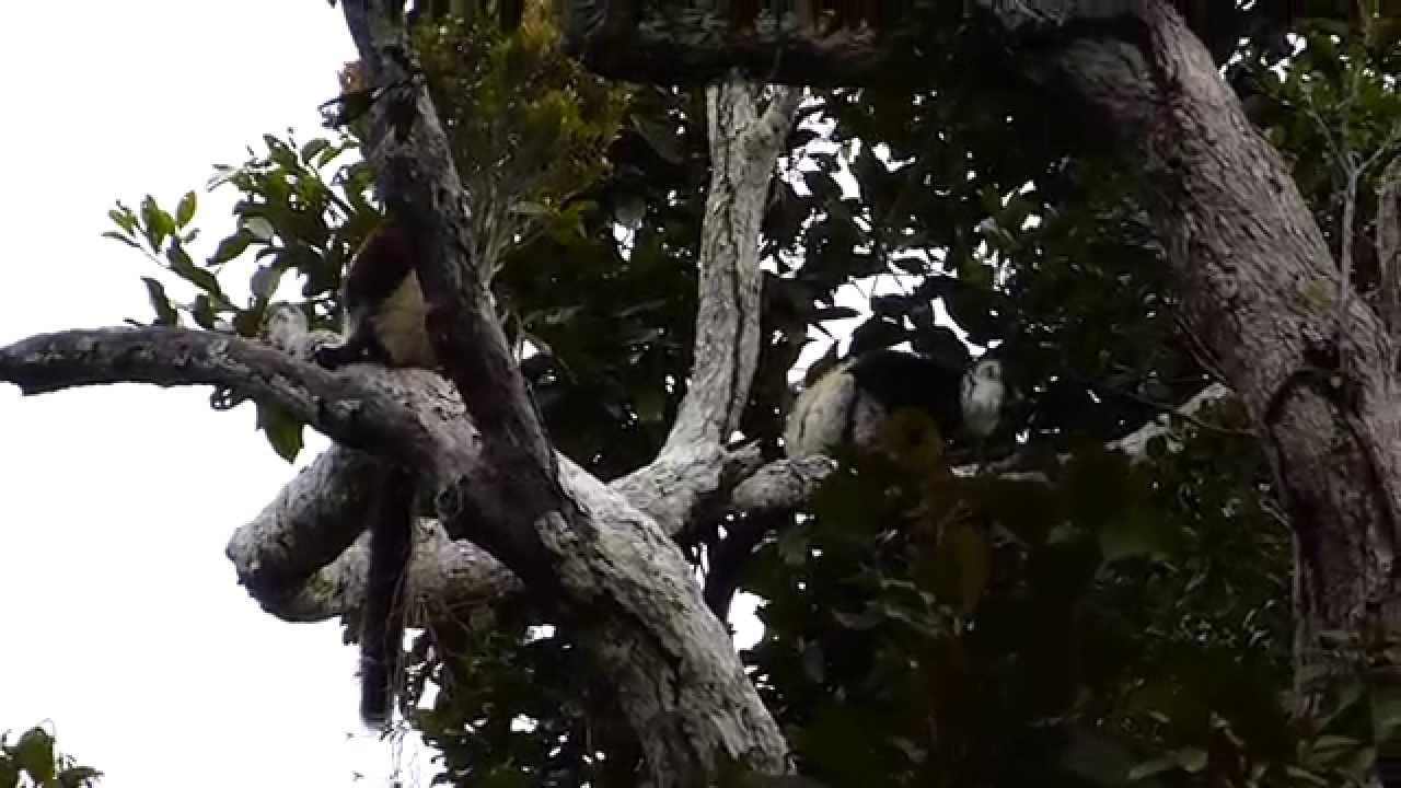 Embedded thumbnail for Madagascar: Black-and-white Ruffed Lemur
