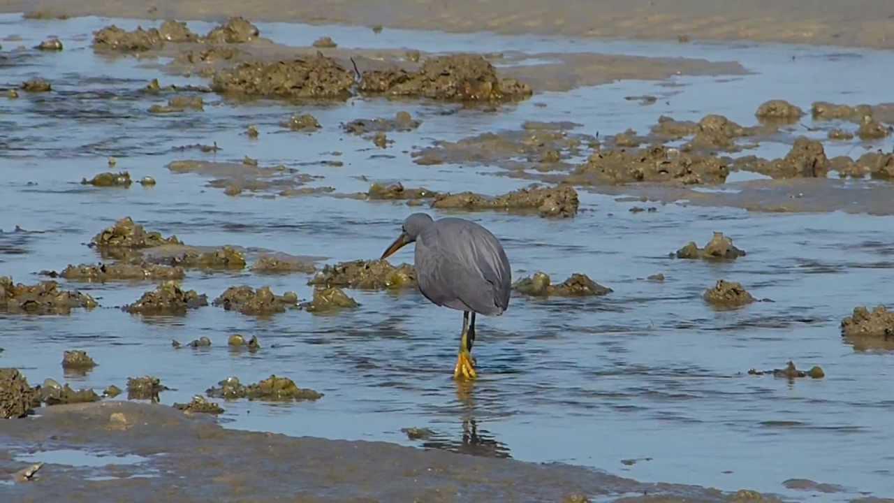 Embedded thumbnail for Thailand: Pacific Reef Egret