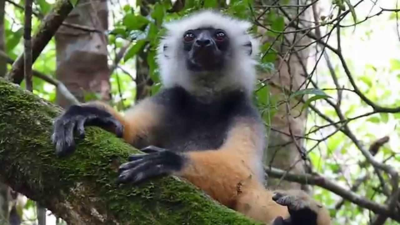 Embedded thumbnail for Madagascar: Diademed Sifaka - Being lazy
