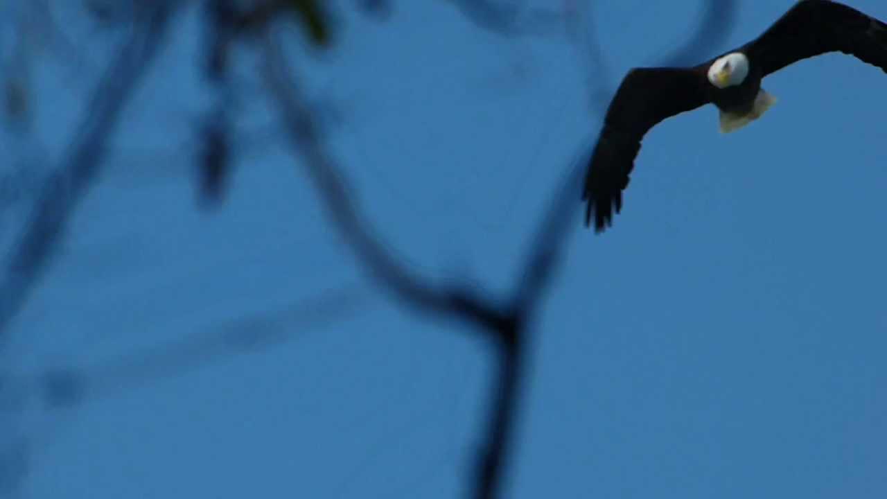 Embedded thumbnail for Florida (USA): Bald Eagle