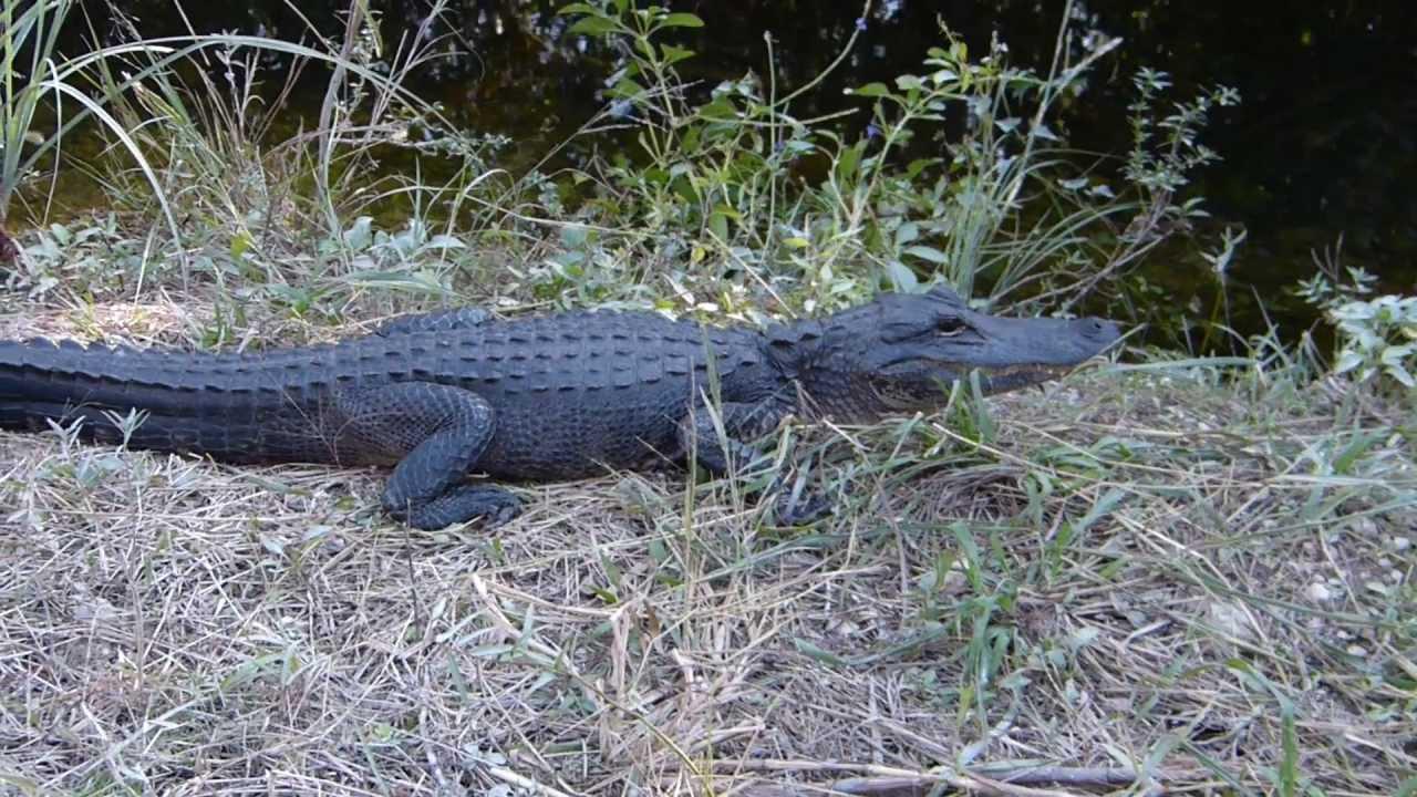 Embedded thumbnail for Florida (USA): Aligator - Catching Attempt 1