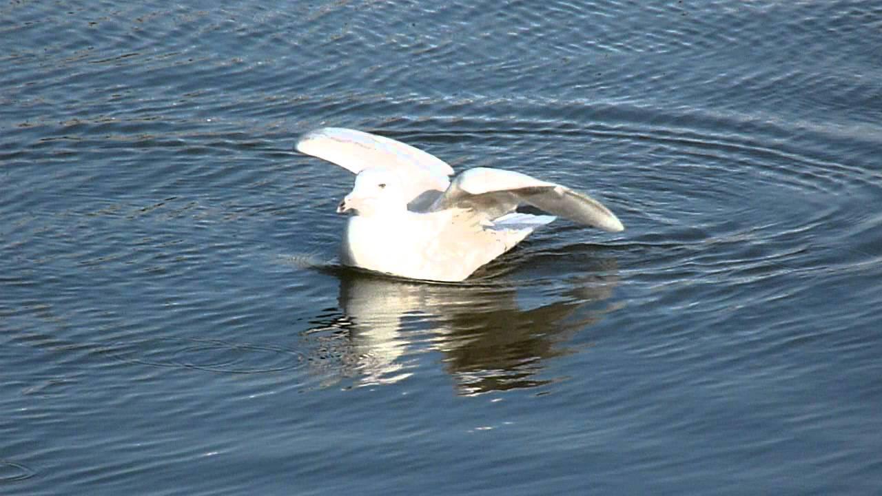 Embedded thumbnail for The Netherlands: Glaucous Gull - Swimming