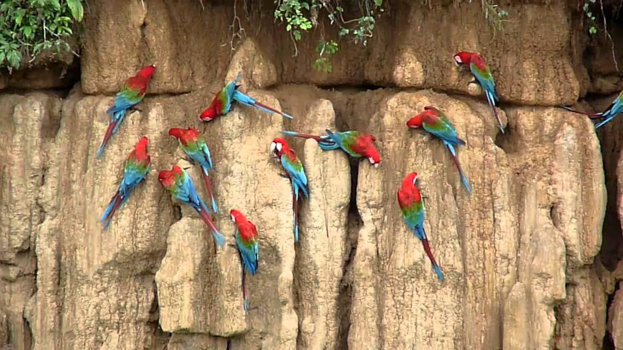 Embedded thumbnail for Peru: Red-and-Green Macaws