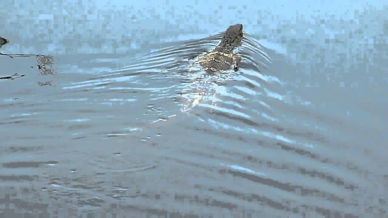 Embedded thumbnail for Thailand: South East Asian Water Monitor