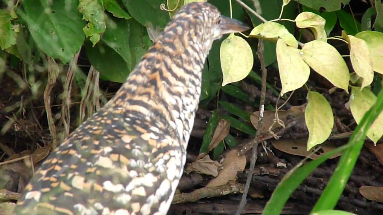 Embedded thumbnail for Peru: Rufescent Tiger-heron