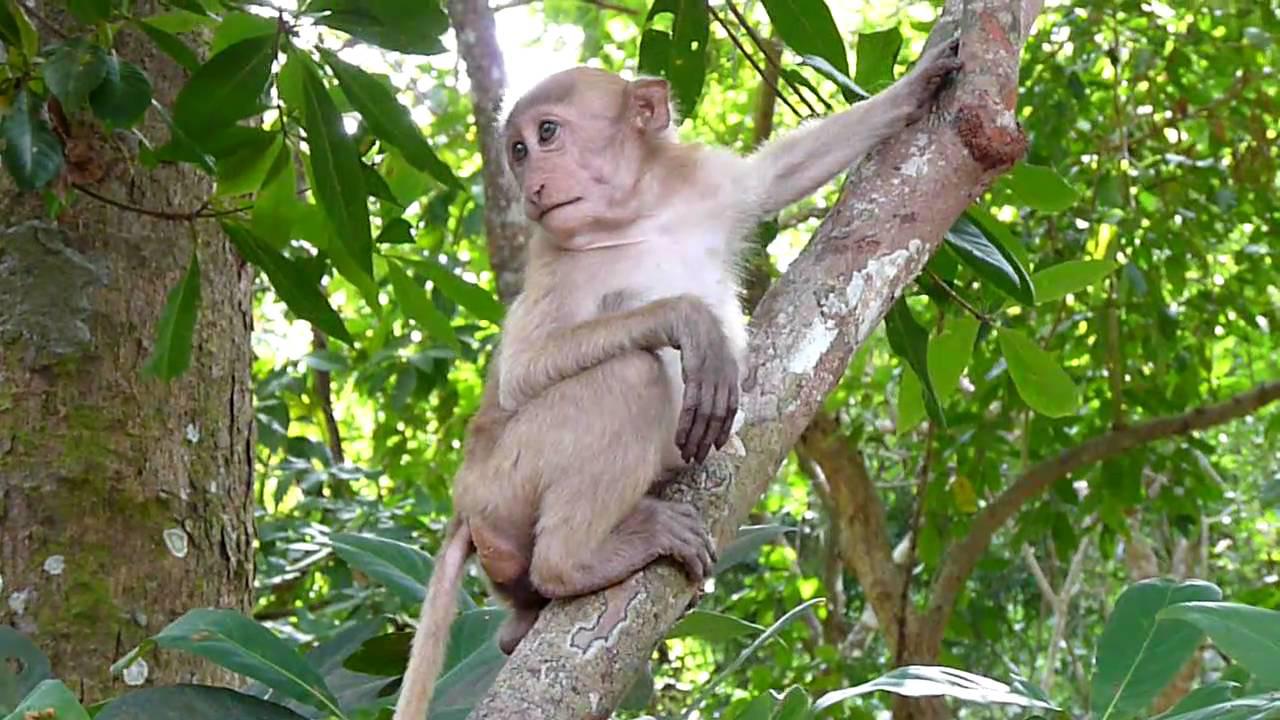 Embedded thumbnail for Thailand: Rhesus Macaque