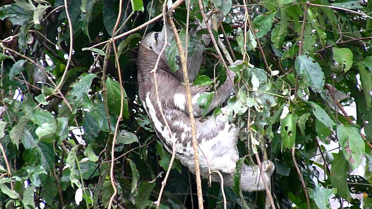 Embedded thumbnail for Peru: Brown-throated Three-toed Sloth