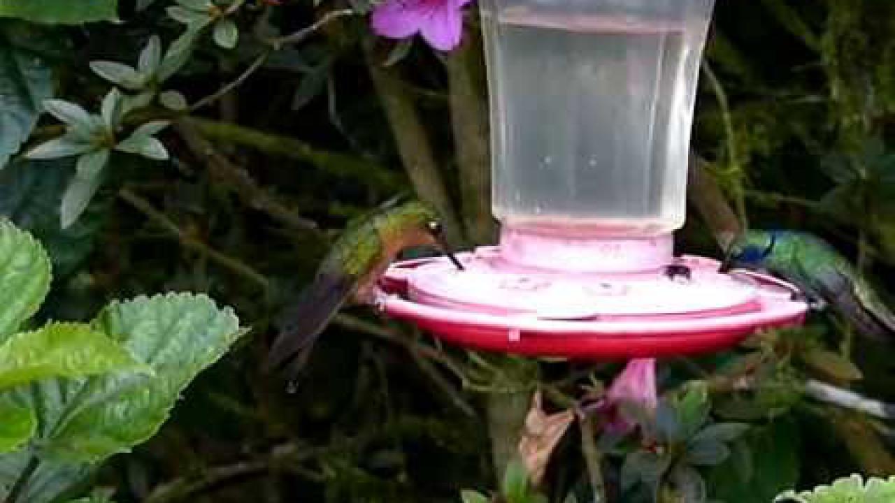 Embedded thumbnail for Colombia: White-tailed Starfrontlet (high speed video)