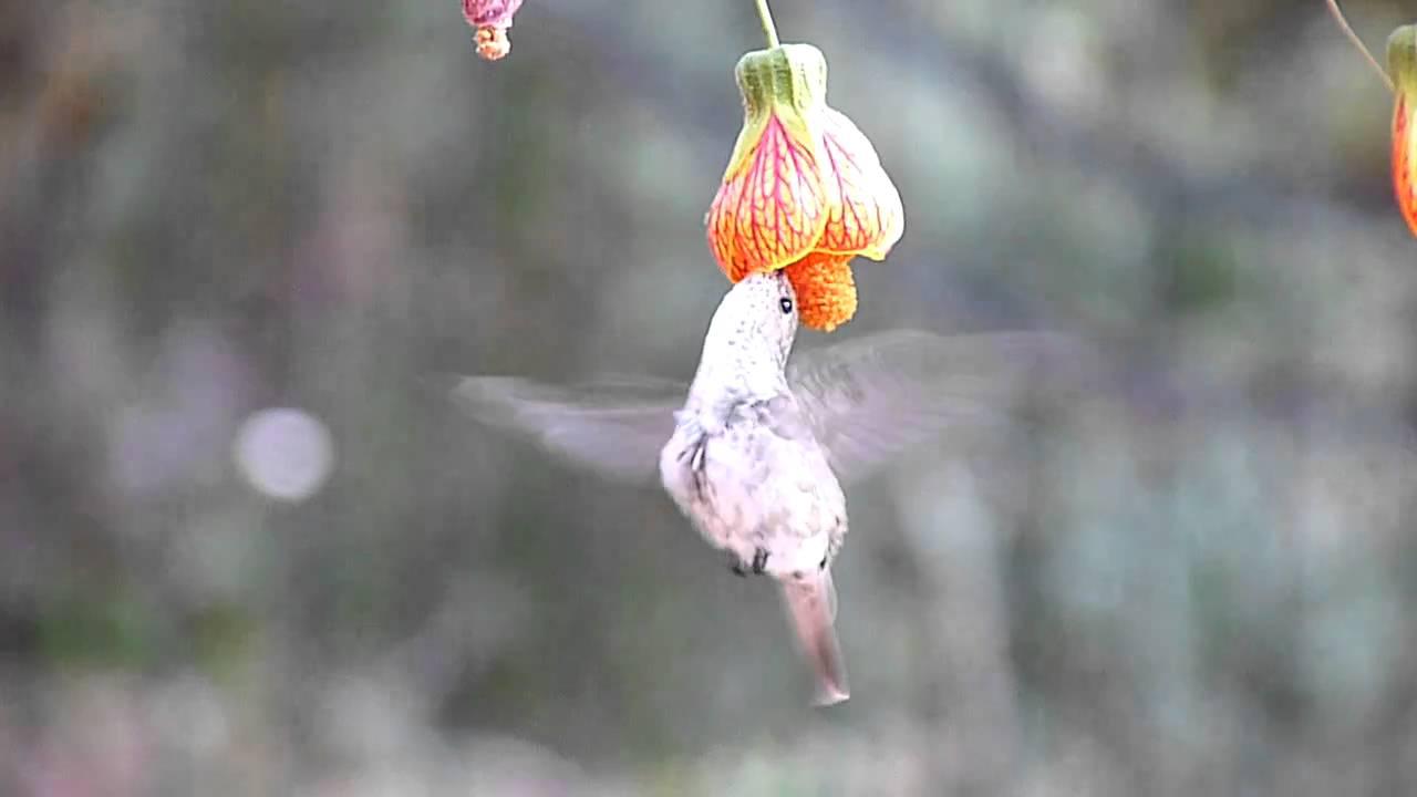 Embedded thumbnail for Peru: White-bellied Hummingbird