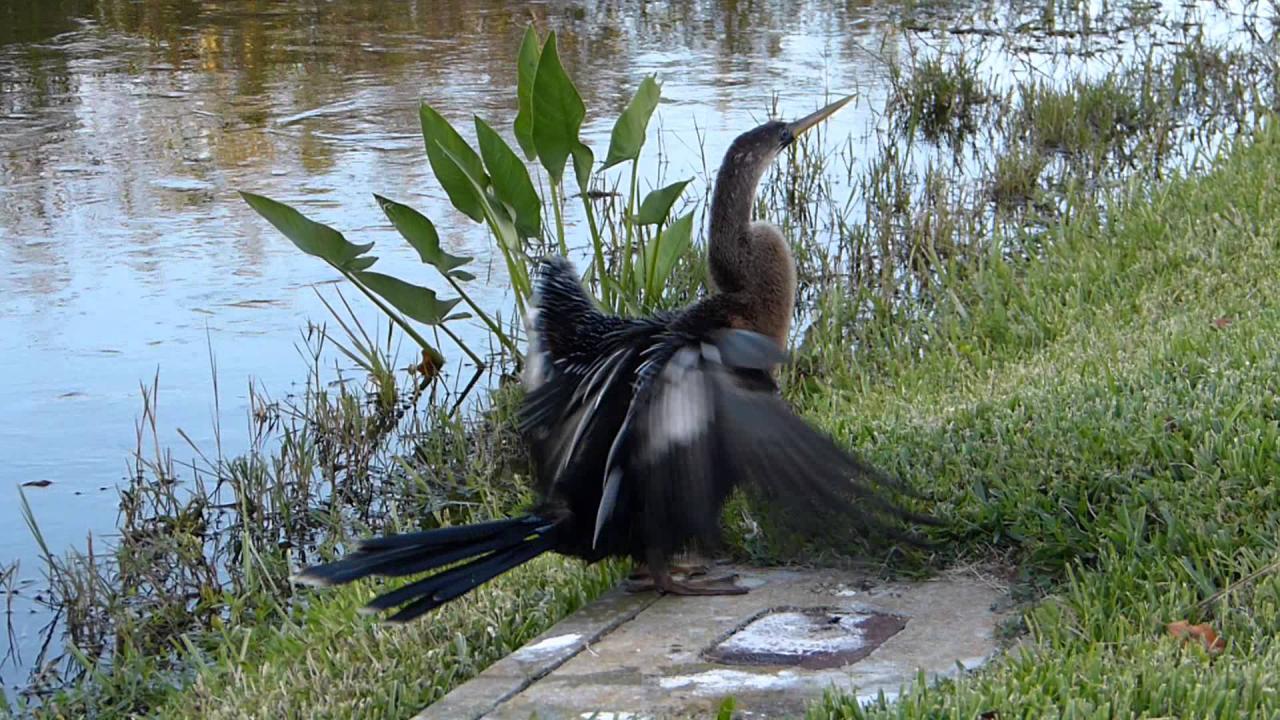 Embedded thumbnail for Florida (USA): Anhinga