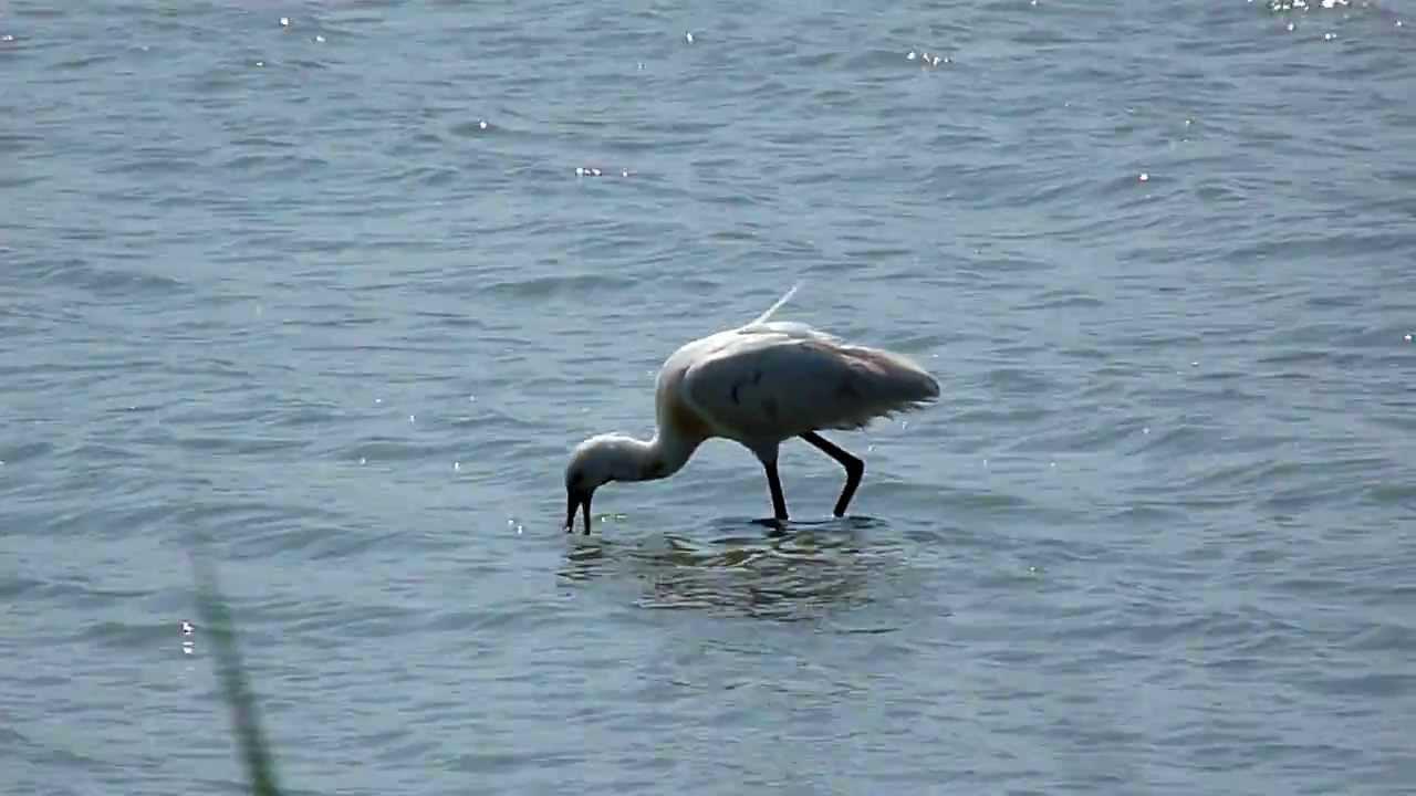 Embedded thumbnail for The Netherlands: Eurasian Spoonbill - Foraging