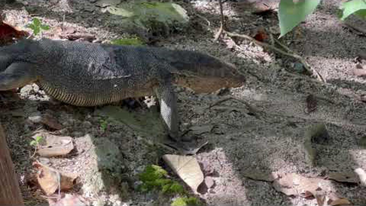 Embedded thumbnail for Singapore: Asian Water Monitor