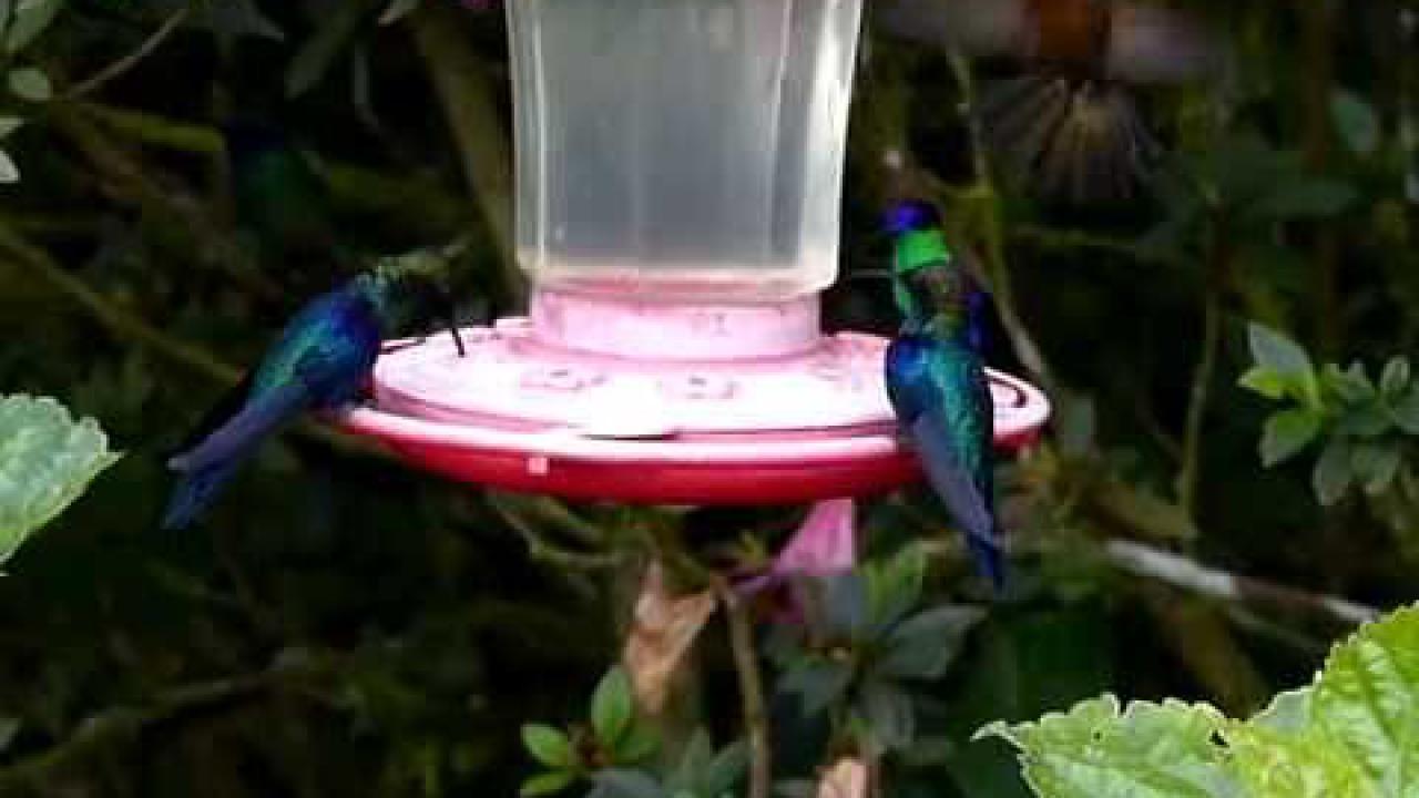 Embedded thumbnail for Colombia: White-tailed Starfrontlet &amp;amp; Violet-crowned Woodnymphs (high speed video)