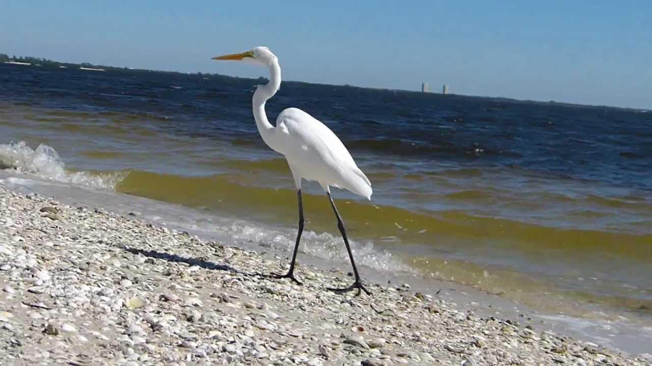 Embedded thumbnail for Florida (USA): Great Egret