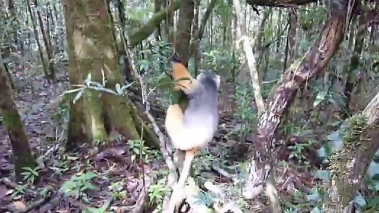 Embedded thumbnail for Madagascar: Diademed Sifaka - Jumping