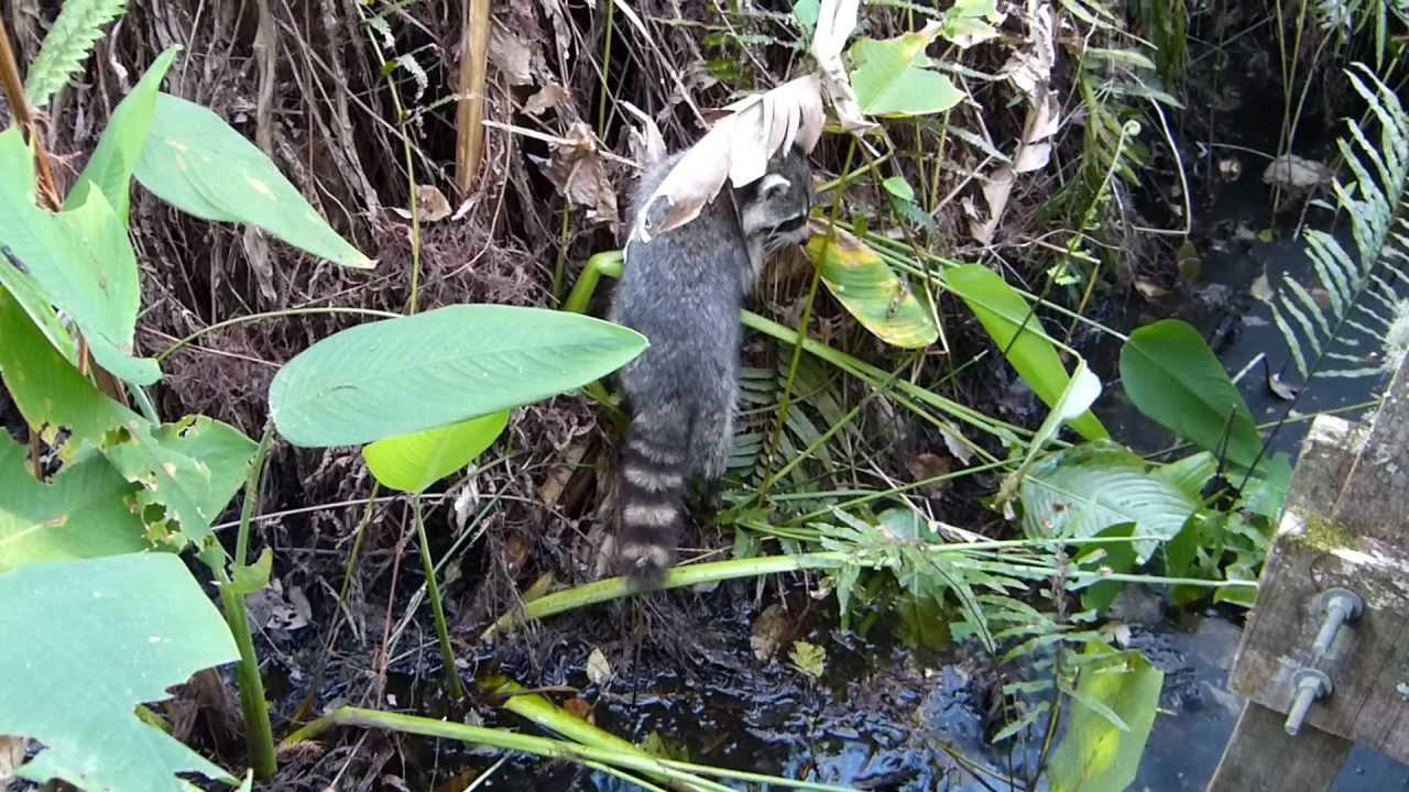 Embedded thumbnail for Florida (USA): Raccoon