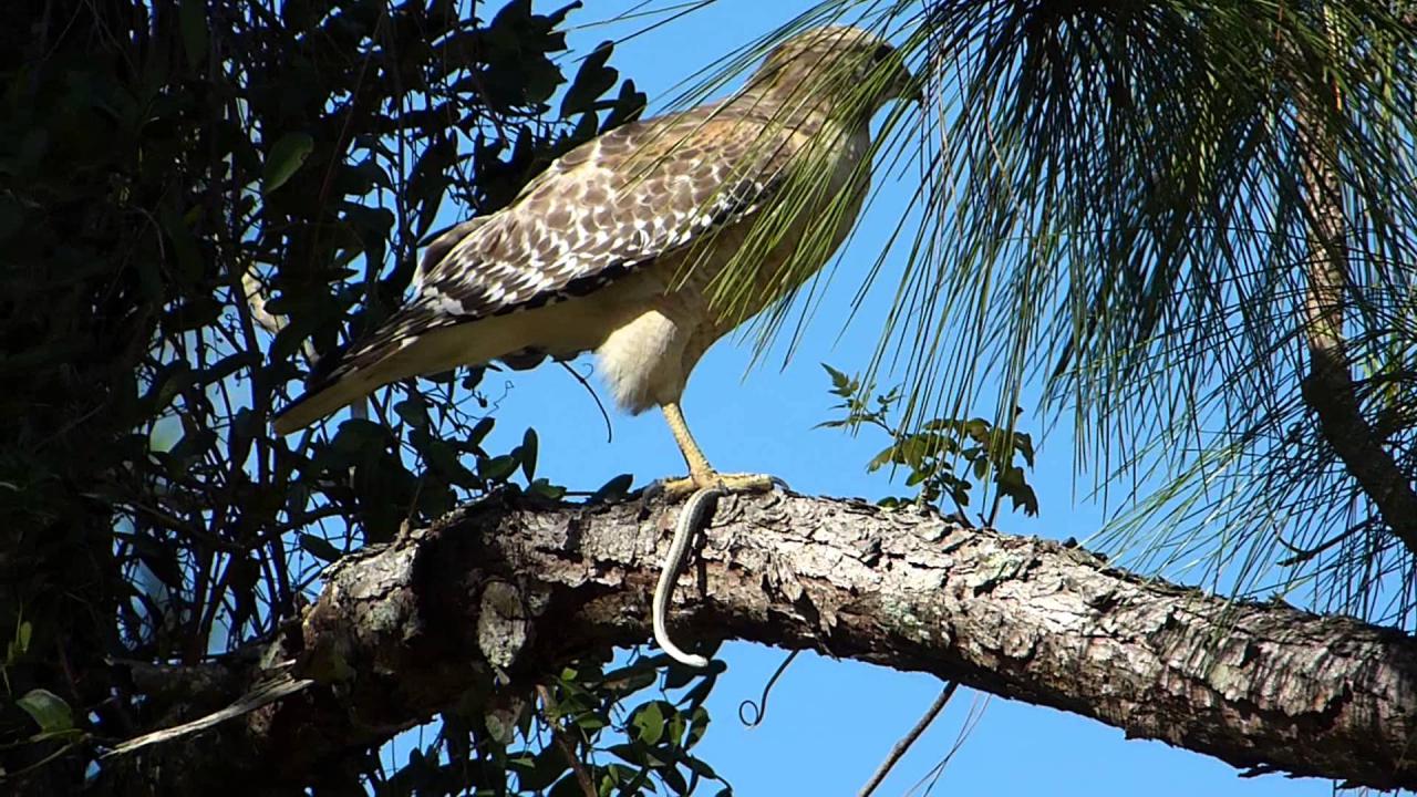 Embedded thumbnail for Florida (USA): Red-shouldered Hawk - Eating a snake
