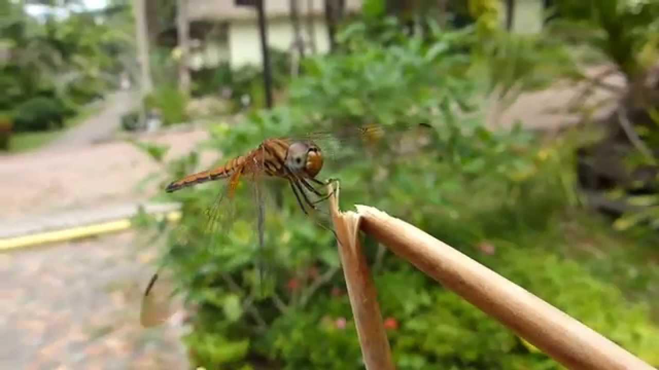 Embedded thumbnail for Thailand: Crimson Marsh Glider - Female