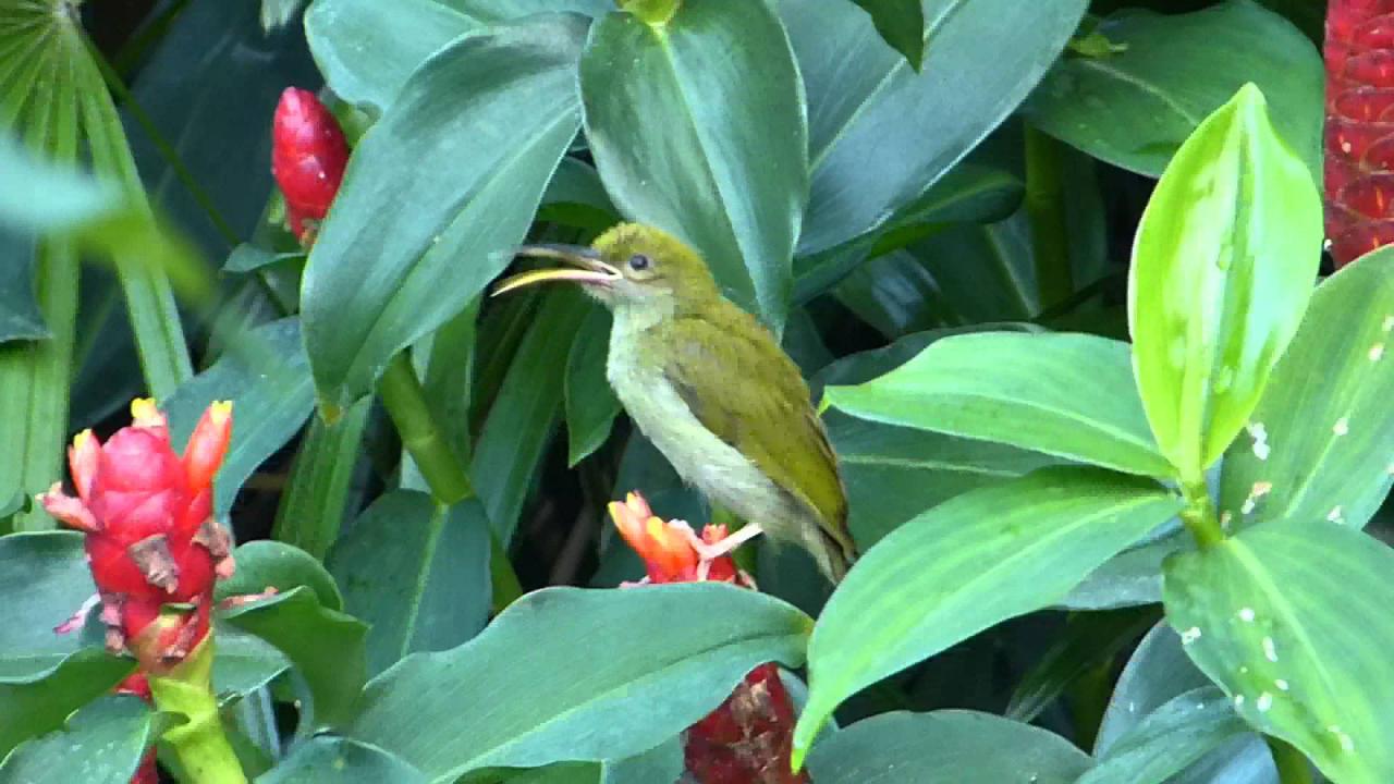 Embedded thumbnail for Thailand: Grey-breasted Spiderhunter