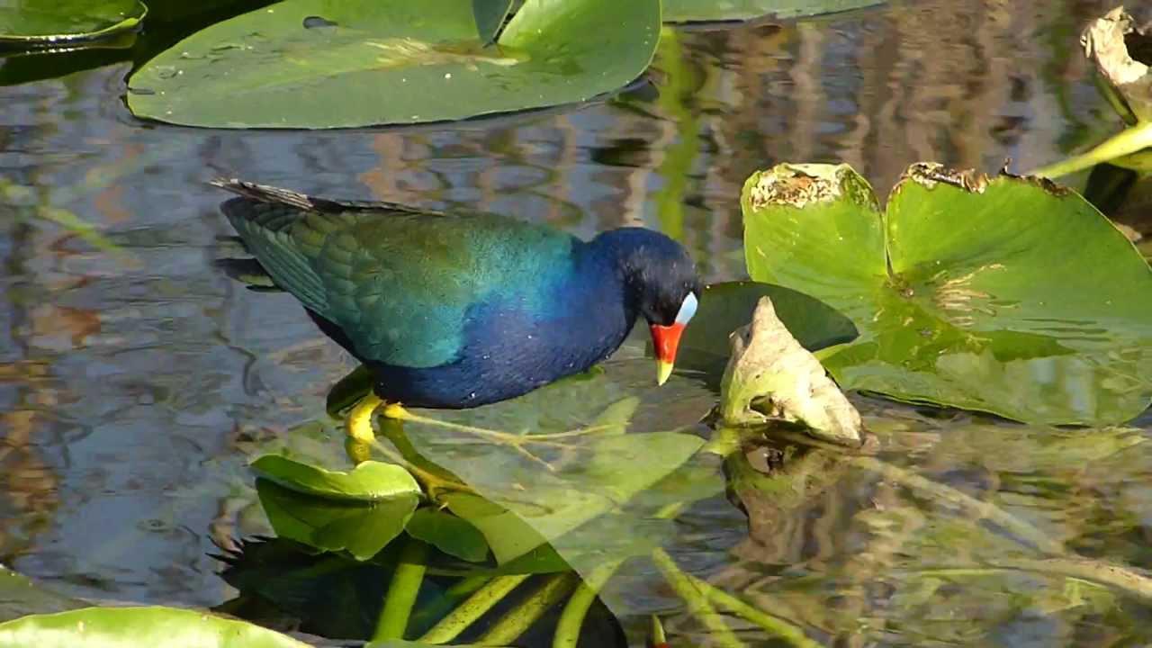 Embedded thumbnail for Florida (USA): Purple Galinule