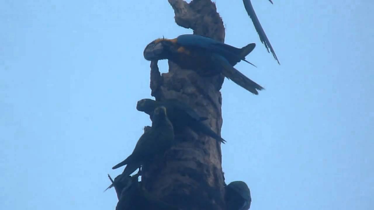 Embedded thumbnail for Peru: Blue-and-Yellow Macaws &amp;amp; Red-bellied Macaws
