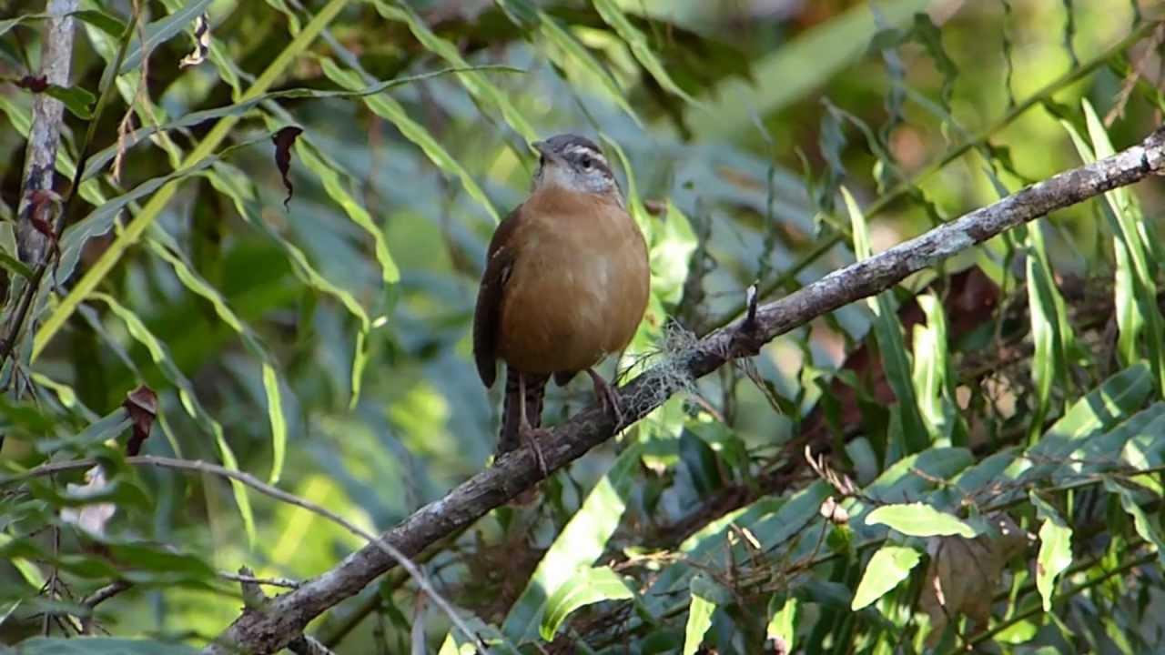 Embedded thumbnail for Florida (USA): Carolina Wren - Singing