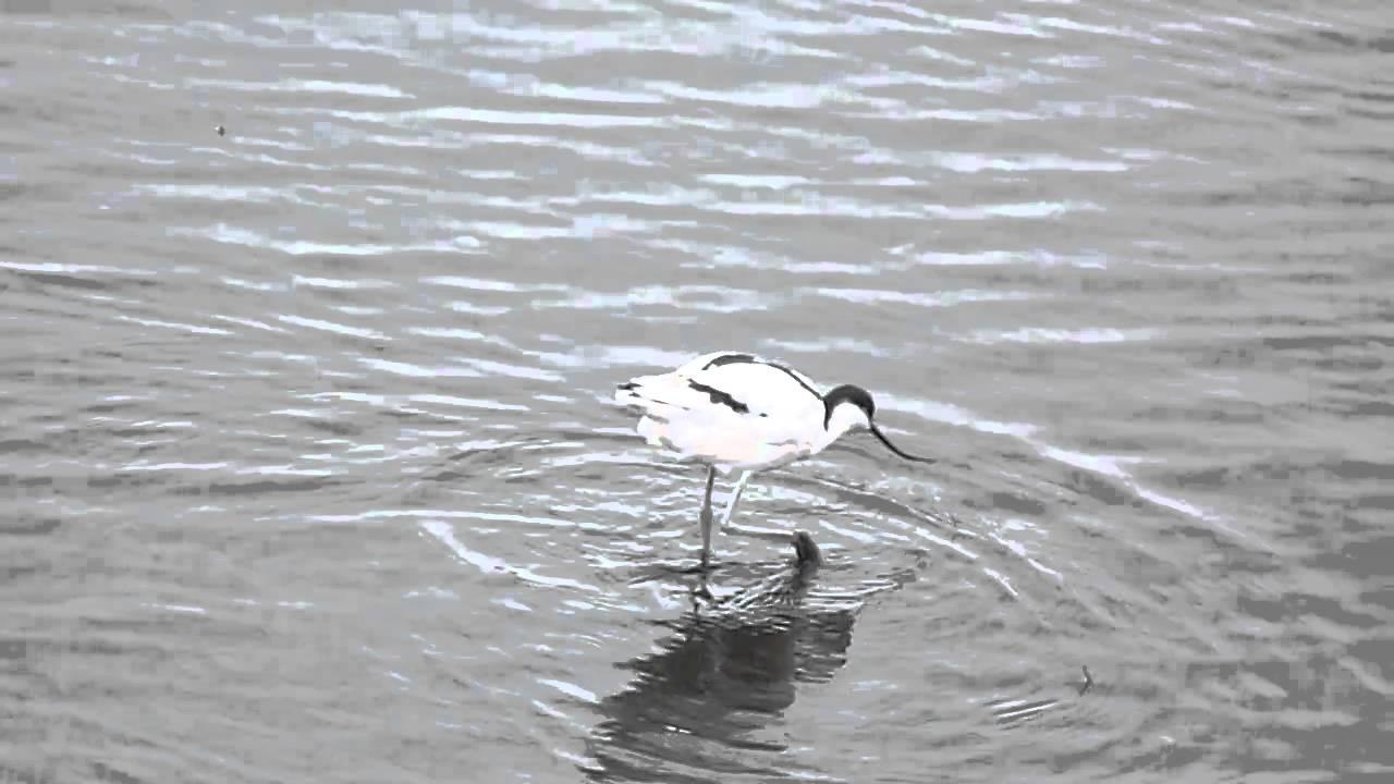 Embedded thumbnail for England: Pied Avocet - Foraging