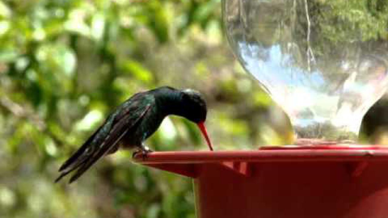 Embedded thumbnail for Arizona (USA): Broad-billed Hummingbird