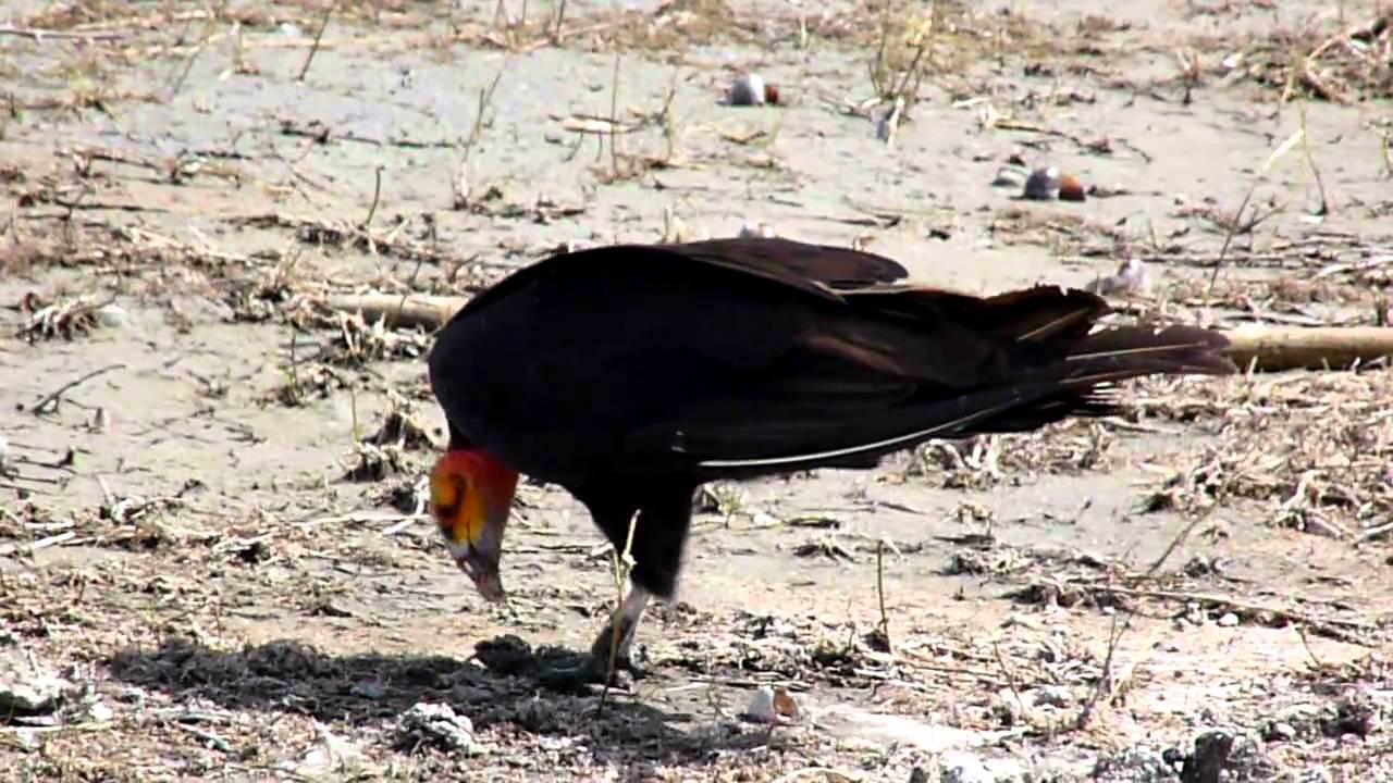 Embedded thumbnail for Belize: Lesser Yellow-headed Vulture