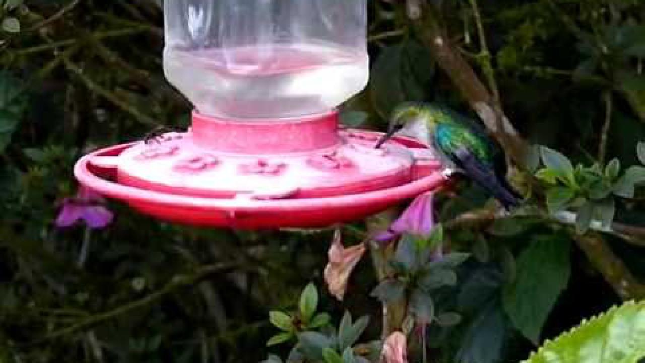 Embedded thumbnail for Colombia: Violet-crowned Woodnymphs