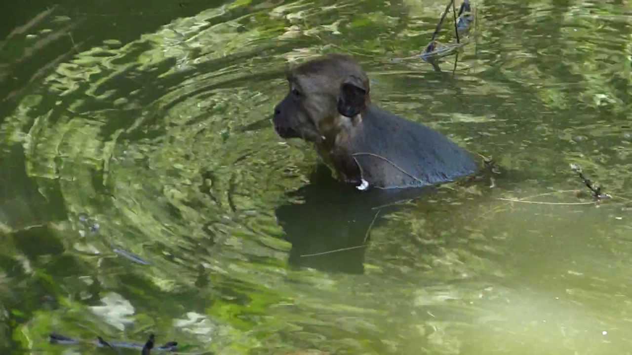 Embedded thumbnail for Thailand: Long-tailed Macaque - Bading