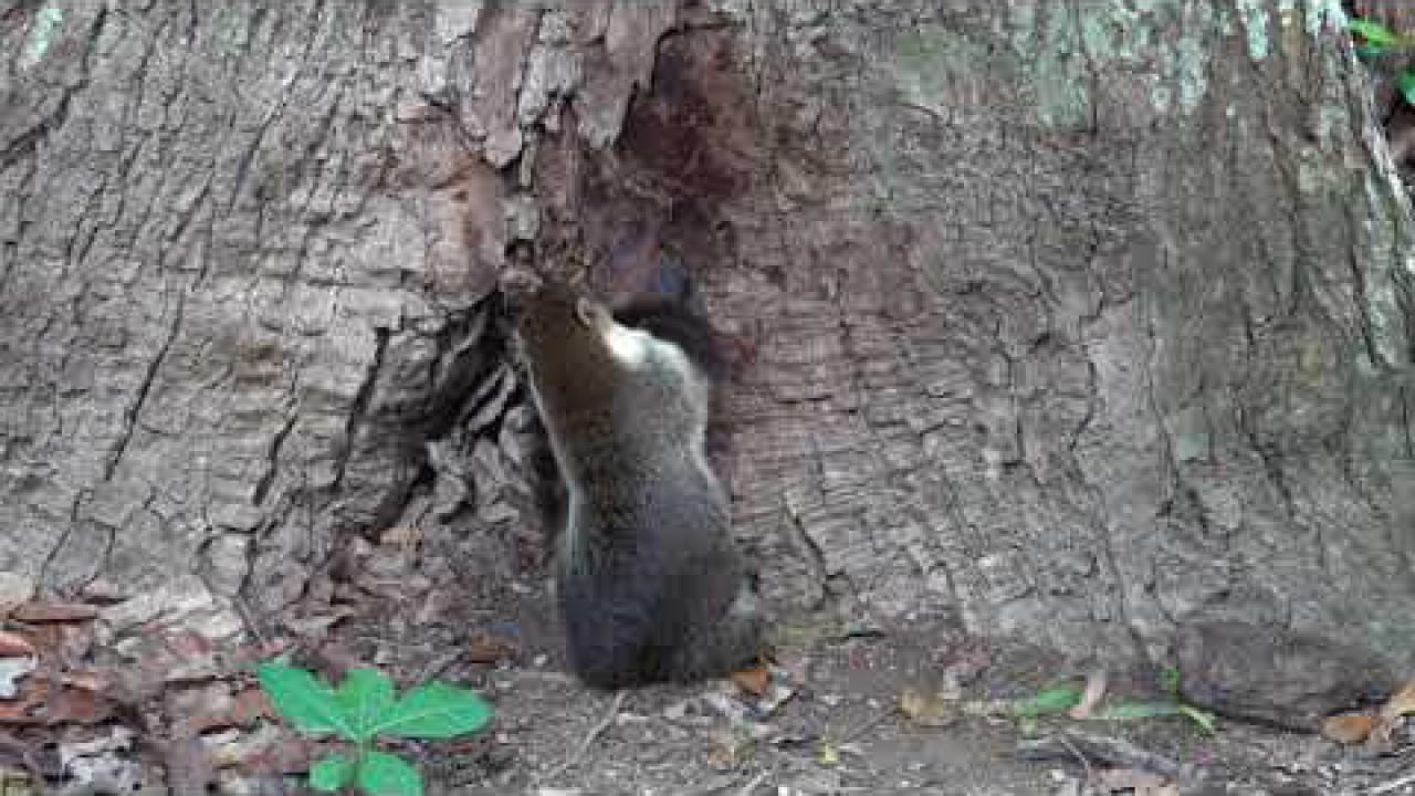 Embedded thumbnail for Guatemala: White-nosed Coati (2)